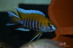 Aulonocara jacobfreibergi .Boadzulu