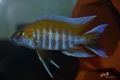 Aulonocara jacobfreibergi .Boadzulu