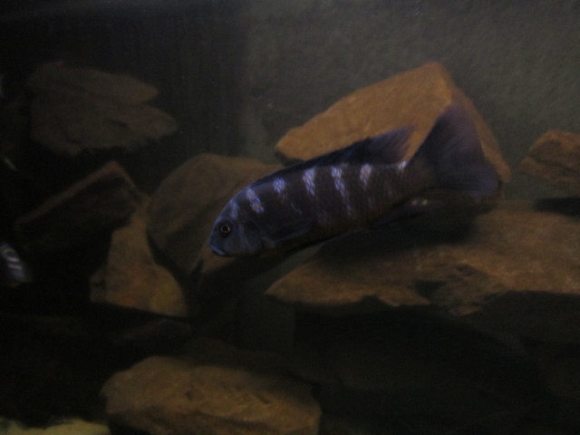 Pseudotropheus crabro