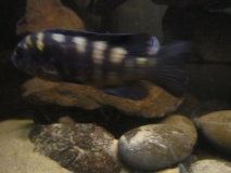 Pseudotropheus crabro (femelle)