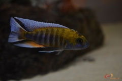 Aulonocara jacobfreibergi Otter point