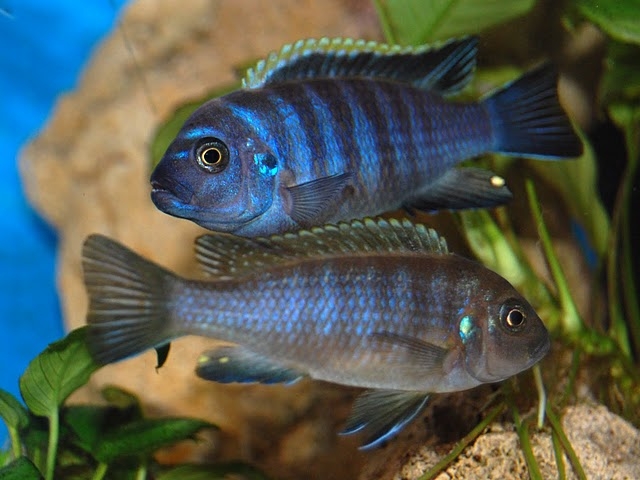 Cynotilapia zebroides Hai Reef (Couple)