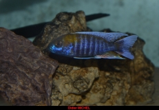Aulonocara jacobfreibergi Otter point