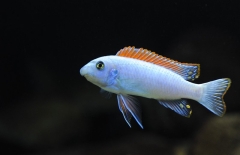 Labeotropheus trewavasae Mitande (mâle)