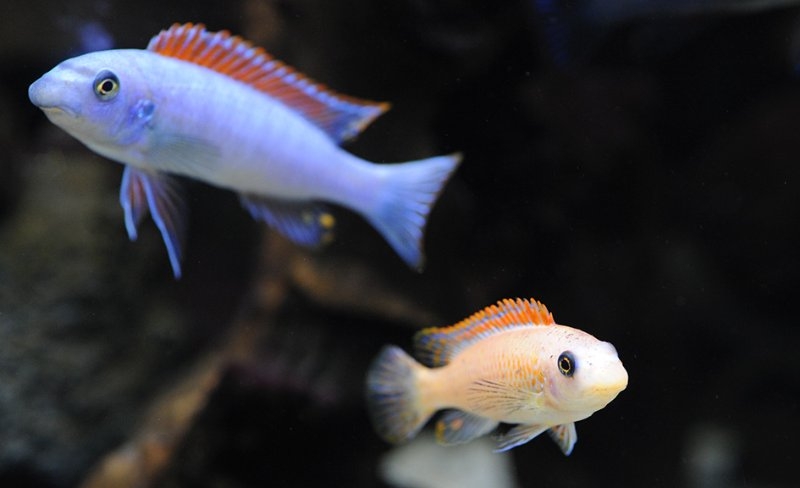 Labeotropheus trewavasae Mitande (femelle)