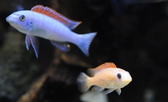 Labeotropheus trewavasae Mitande (femelle)