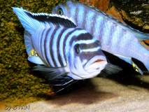Maylandia fainzilberi Katale Island