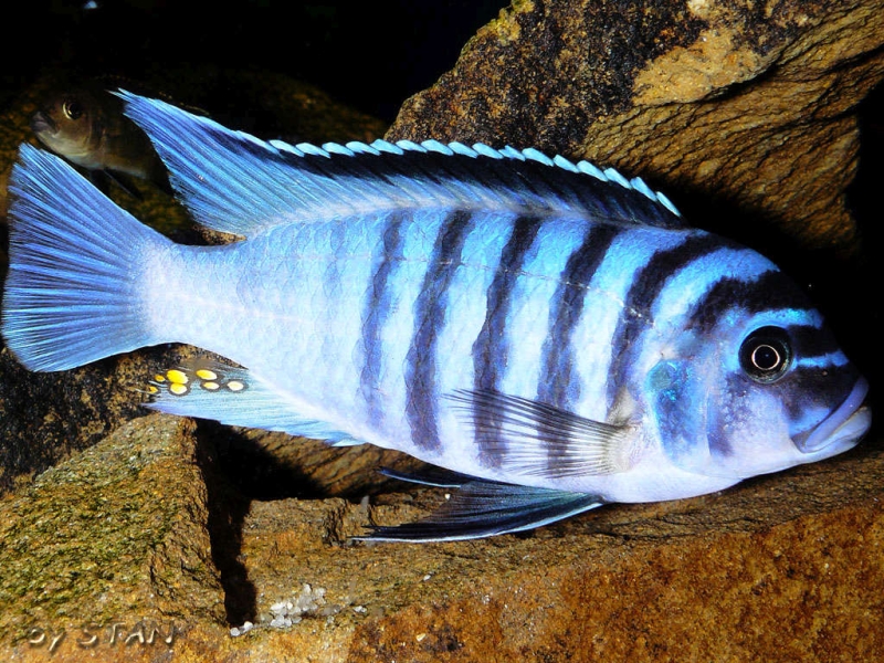 Maylandia fainzilberi Katale Island