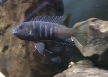 Pseudotropheus sp. 