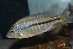 Protomelas  labridens chiofu
