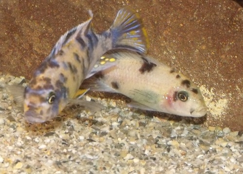 Maylandia xanstomachus  Maleri Island (Couple)