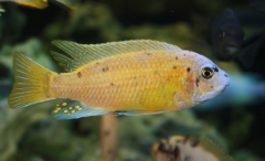 Labeotropheus fuelleborni Katale Island (Male O)