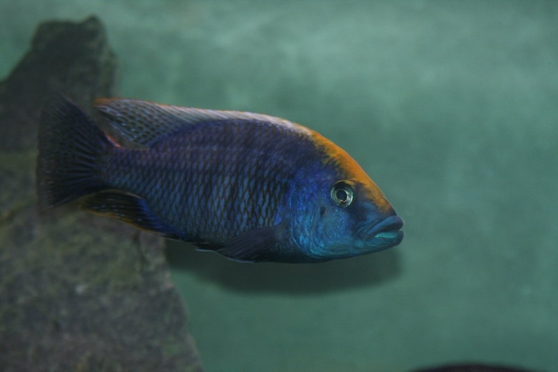 P. spinolotus Mbenjii