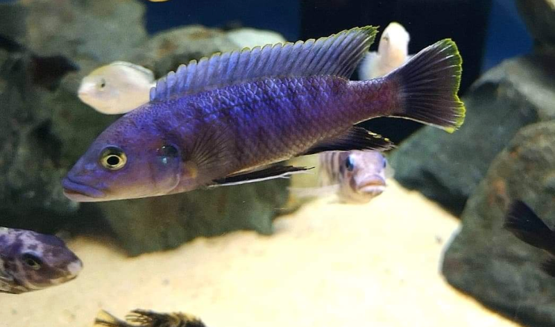 Melanochromis mpoto Chilumba (mâle)