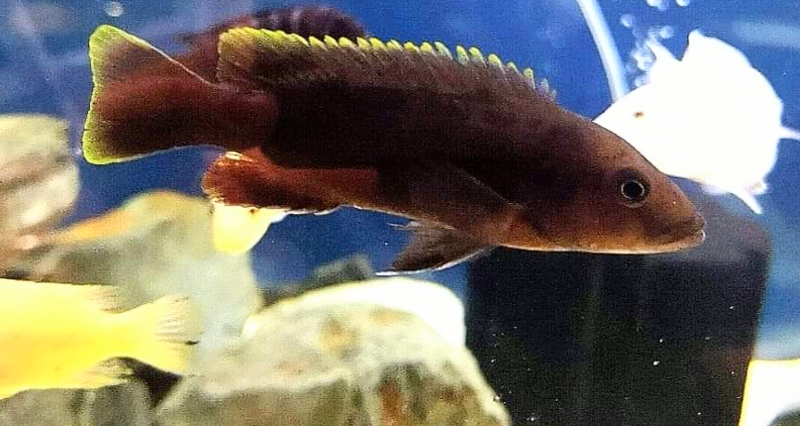 Melanocromis mpoto Chilumba (femelle)