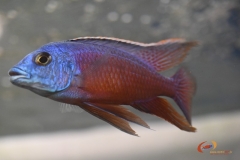 P. taeniolatus Namalenje