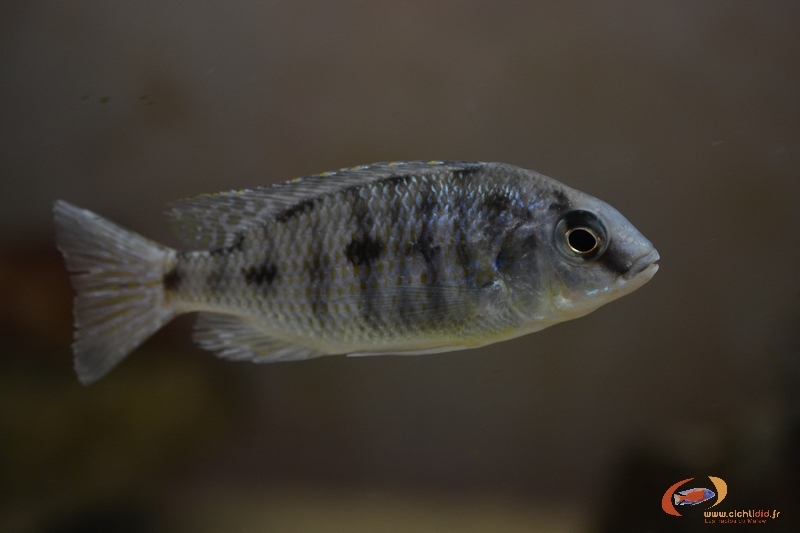 Protomelas sp.steveni imp pombo F