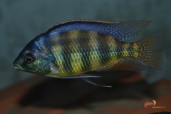P. sp johnstoni solo