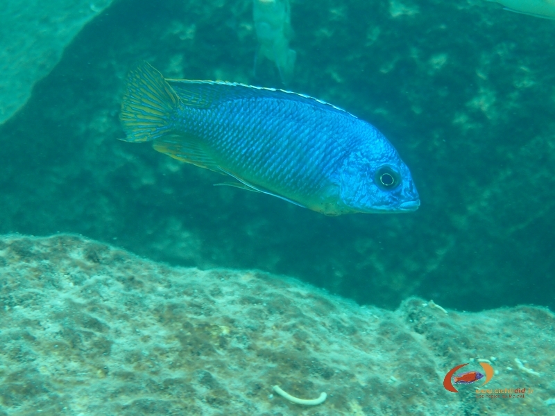 Protomelas taeniolatus Thumbi West