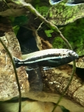 Melanochromis auratus Maleri Island