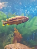 Melanochromis auratus Maleri Island