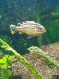 Melanochromis auratus Maleri Island