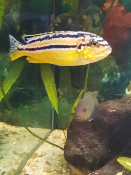 Melanochromis auratus Maleri Island