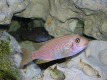 Labeotropheus fuelleborni Katale Island (Femelle O)
