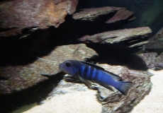 Chindongo Bellicosus Nakantenga (mâle)