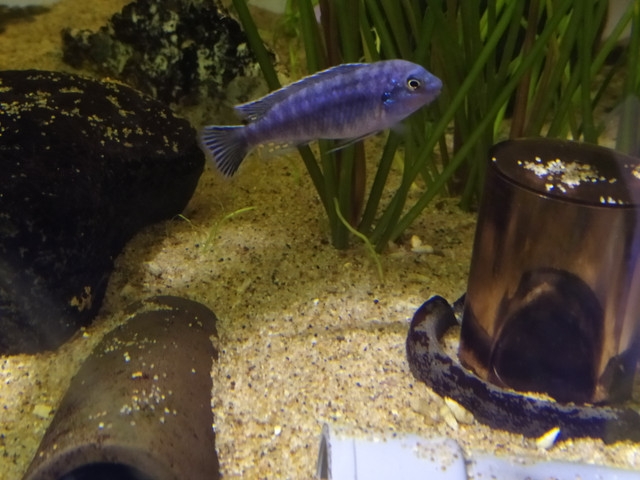 Labidochromis strigatus Same bay