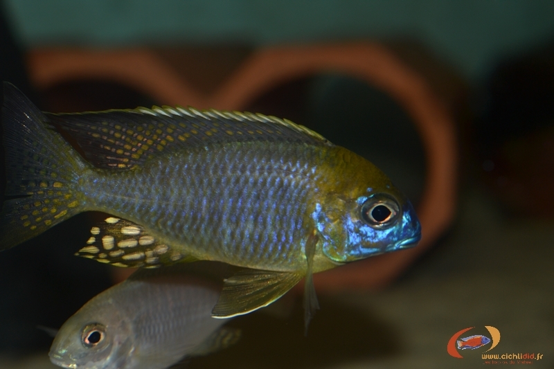 Lethrinops sp. 