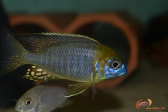 Lethrinops sp. 