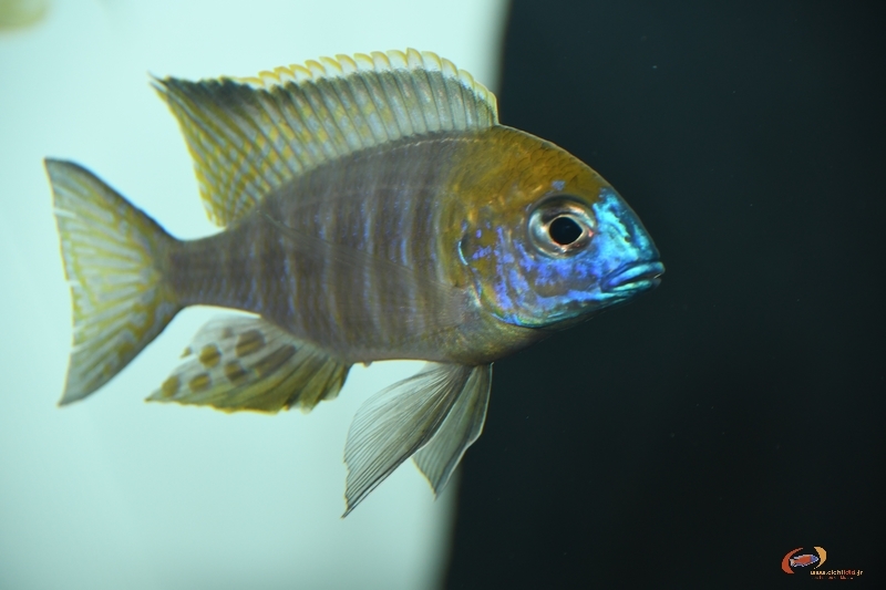 Lethrinops sp. 