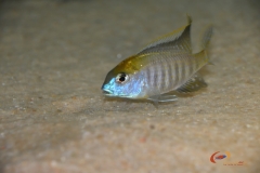 Lethrinops auritus Nkatha bay