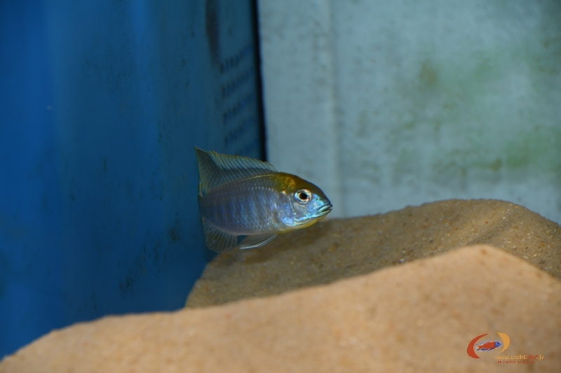 Lethrinops auritus Nkhata bay