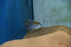 Lethrinops auritus Nkhata bay