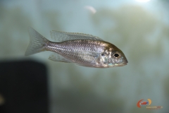 Lethrinops auritus Nkhata bay (femelle)