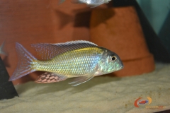 Lethrinops albus Kande island