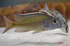 Lethrinops albus Kande island