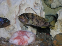 Labeotropheus fuelleborni Katale Island (Femelle OB)