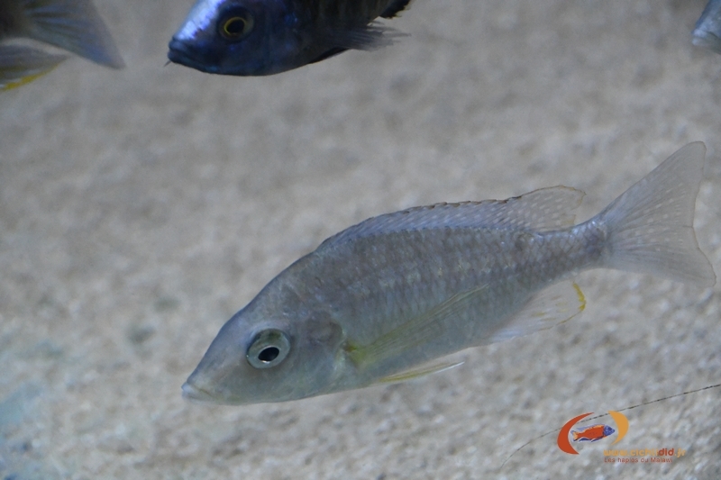 Lethrinops altus