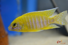 Aulonocara sp. "stuartgranti maleri" Chidunga rocks