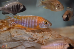 Aulonocara sp. "stuartgranti maleri" Chidunga rocks