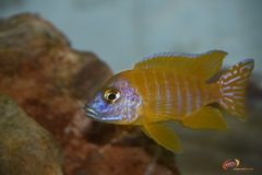 Aulonocara sp. "stuartgranti maleri" Chidunga rocks