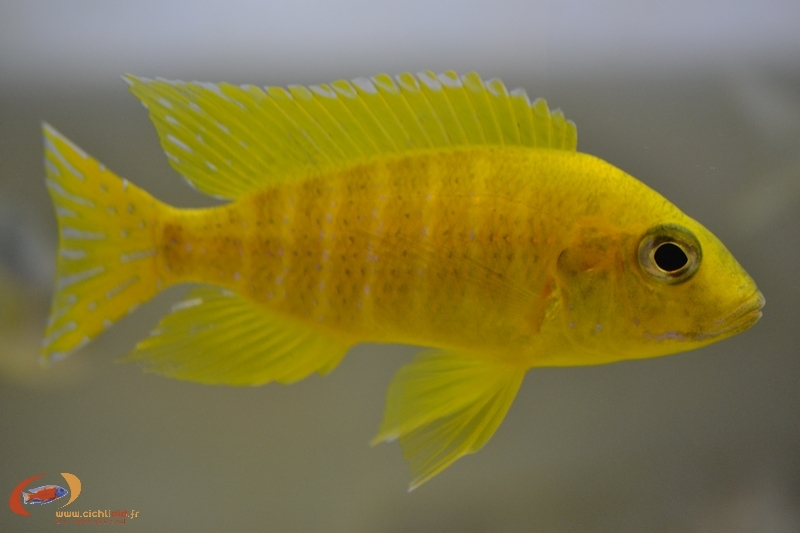 Aulonocara sp. 