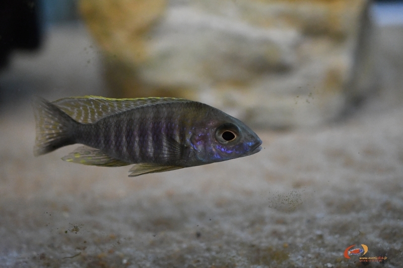 Aulonocara sp. 