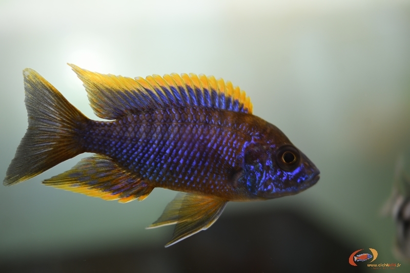 Aulonocara sp. 