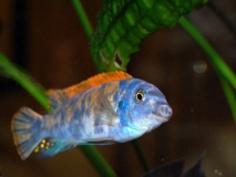 Labeotropheus trewavasae Thumbi West (Mâle MC)