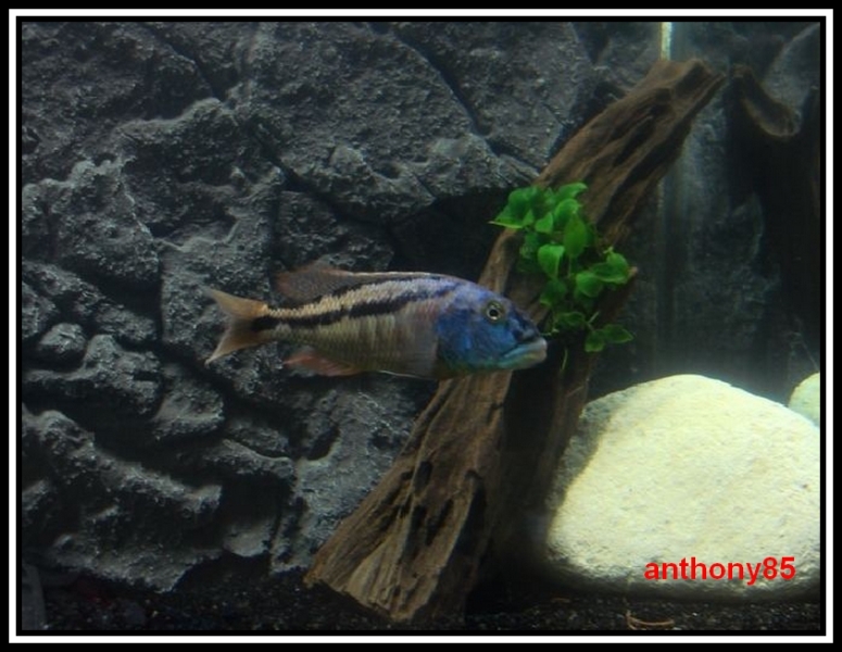 Aristochromis chrystii  (Mâle)