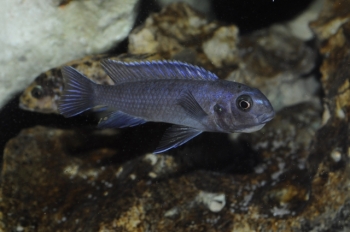Tropheops kumwera Kanchedza (Femelle)